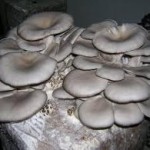 Miceliu (samanta pt ciuperci)Pleurotus,Shiitake,Ganoderma